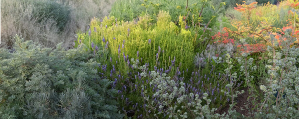 lavender and flowering plants in a garden