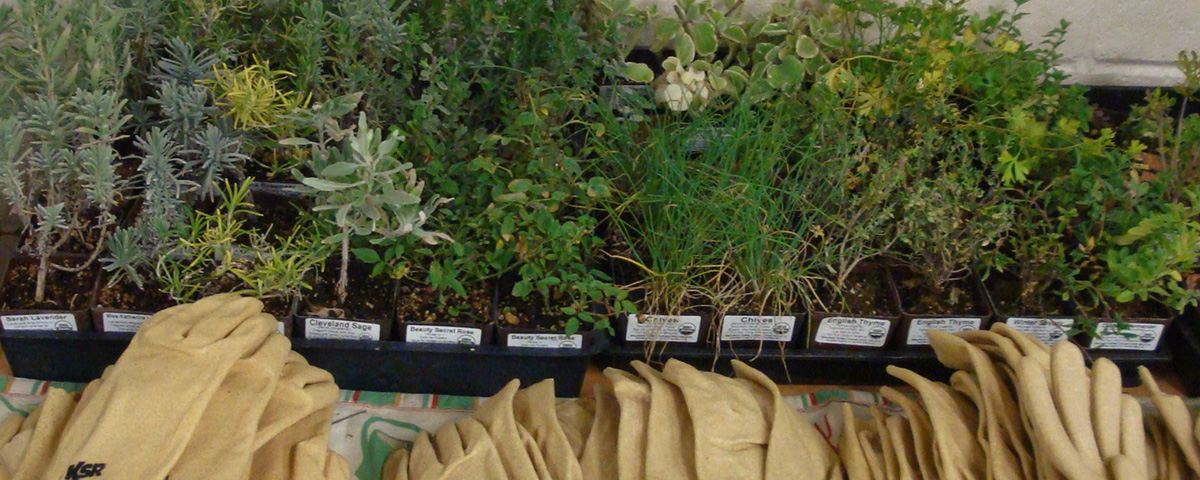 line of herbs in containers and line of gardening gloves