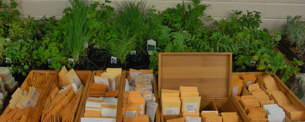 herbs in containers lined up behind a row of seed packet in wooden boxes